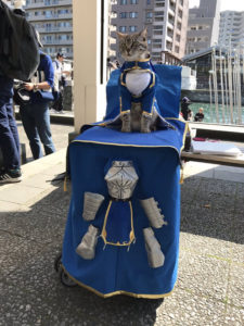 Un chat cosplayé en Saber !