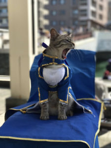 Un chat cosplayé en Saber !