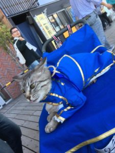 Un chat cosplayé en Saber !