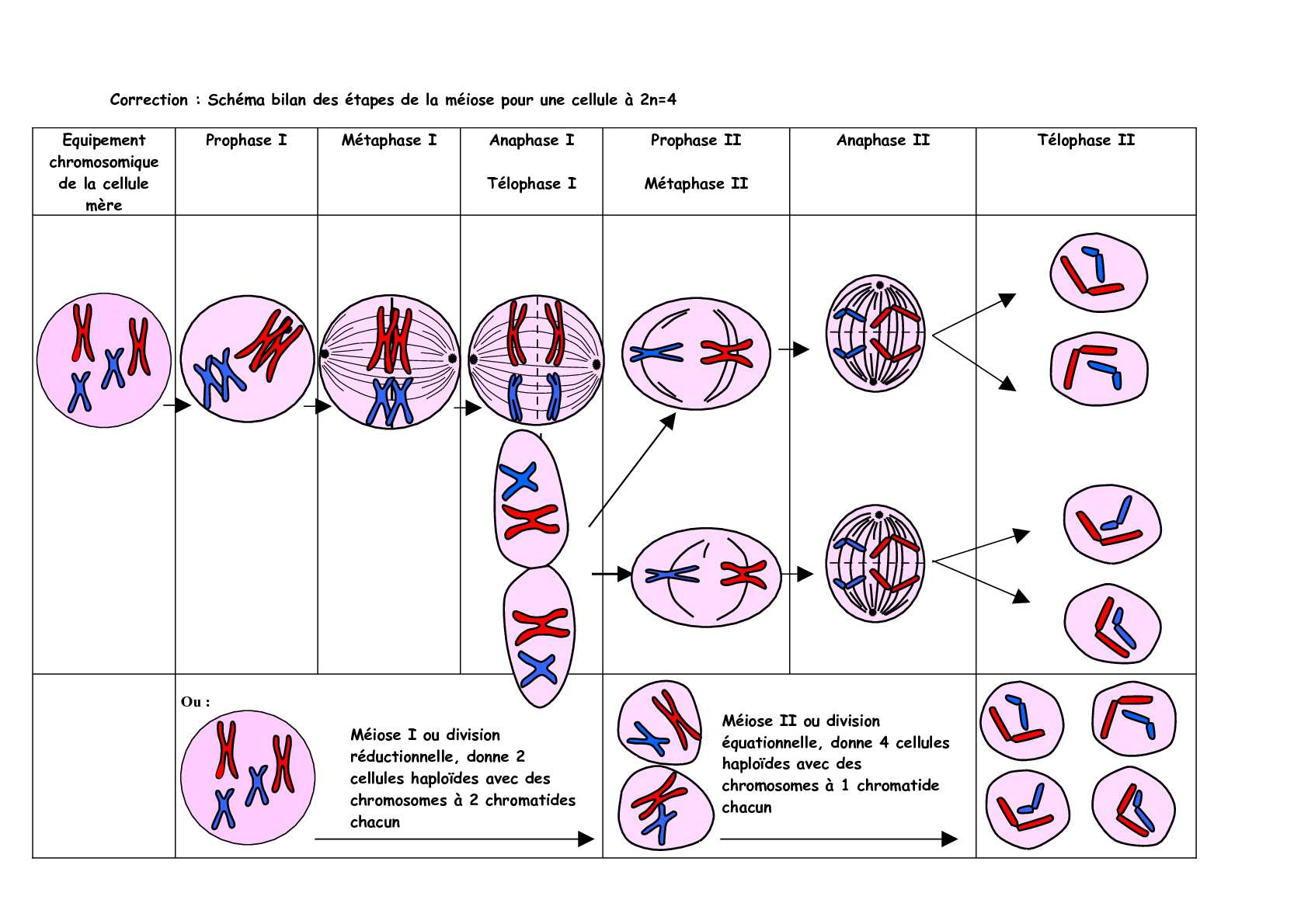 Biologie M iose Biologie M iose