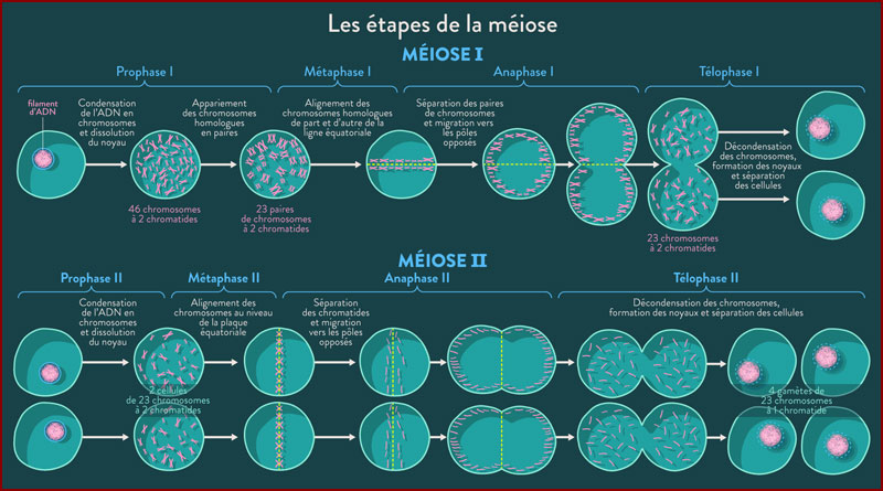 [Biologie] Méiose