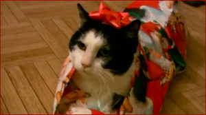 Comment emballer un chat pour Noël