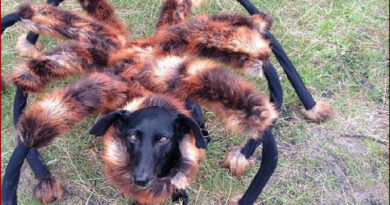 Un chien déguisé en araignée mutante fait peur aux gens