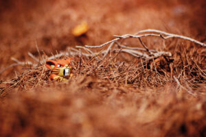 Shoot Them All - Pokemons