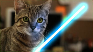 Jedi Kitten - The Force Awakens