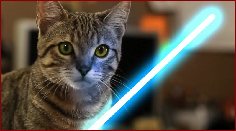 Jedi Kitten - The Force Awakens