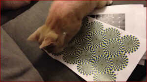 Un chat voit des illusions d'optiques