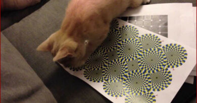 un chat voit des illusions d'optiques